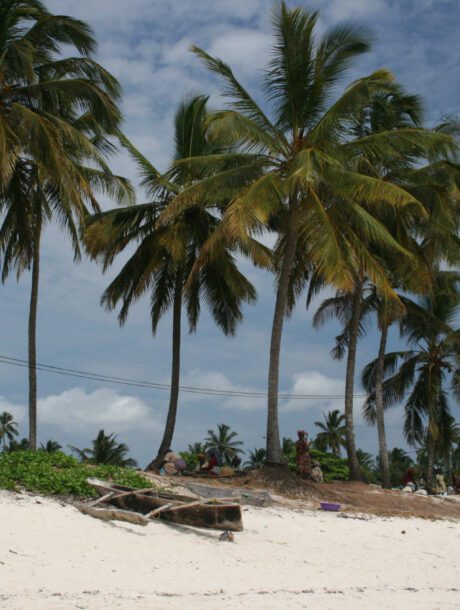 Zanzibar palmbomen