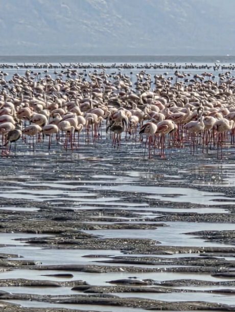 Flamingos in Lake Natron
