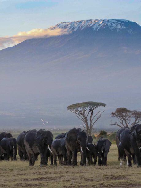 Olifanten voor de Kilimanjaro
