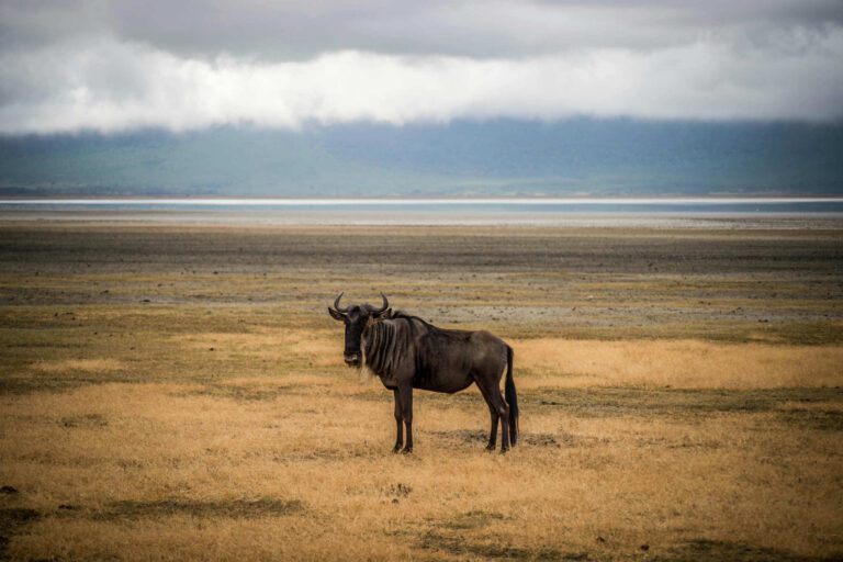 Gnoe in de Ngorongoro Krater