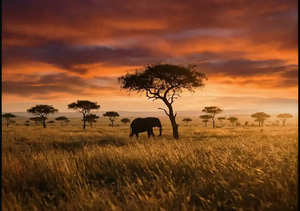 Eenzame olifant als silhouet tegen een gouden Afrikaanse zonsondergang boven de savanne met acaciabomen.