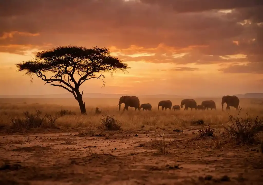 Kudde olifanten trekt door droog goudkleurig gras op de Afrikaanse savanne, met een silhouet van een acacia tegen een amberkleurige zonsonderganghemel.