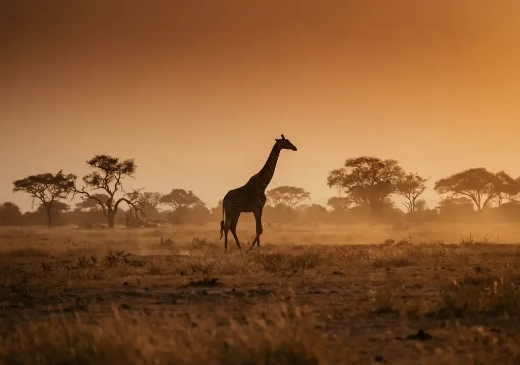Eenzame giraf in silhouet tegen een gouden zonsondergangshemel boven de Afrikaanse savanne, met droge acaciabomen aan de horizon.