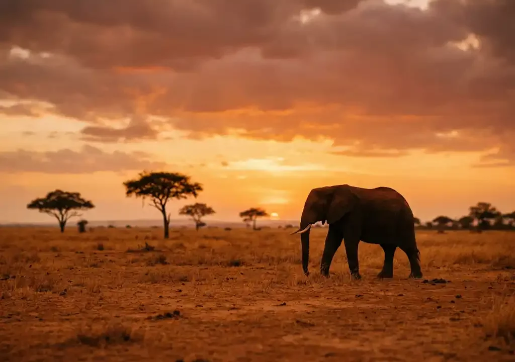 Eenzame olifant als silhouet tegen een amberkleurige savanne bij gouden uur, met acacia's aan de horizon.