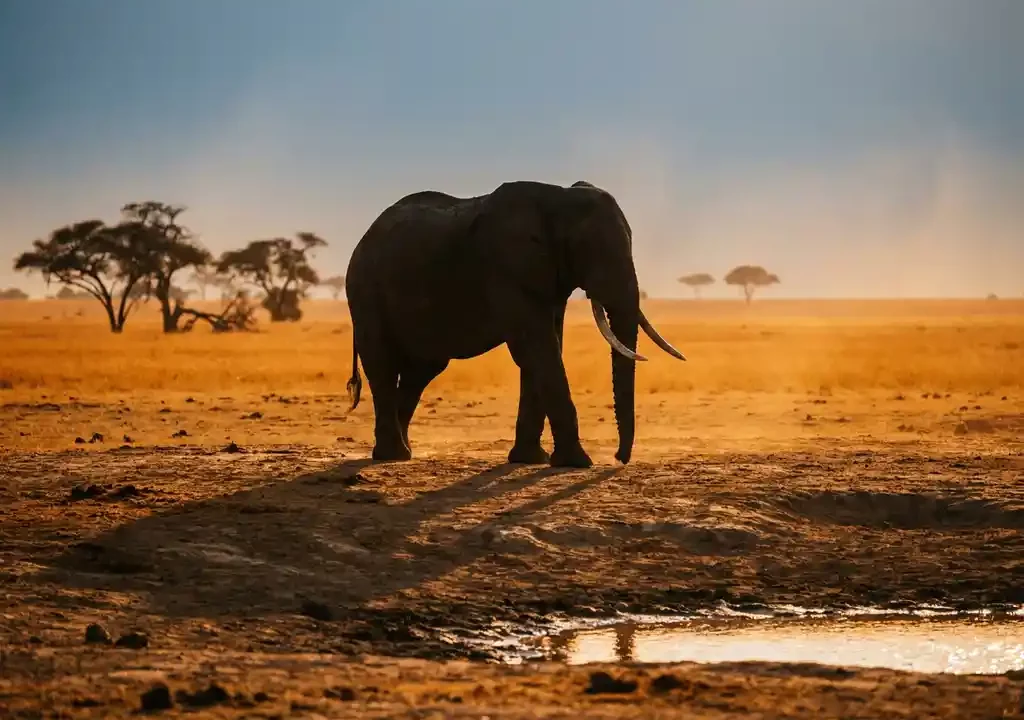 Silhouet van een olifant bij een drinkplaats in de Afrikaanse savanne tijdens het droge seizoen, gouden middaglicht.