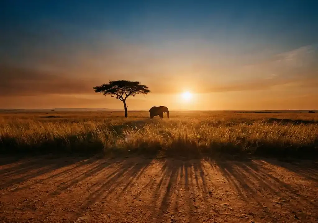 Eenzame olifant gessilhouetteerd tegen gouden savanne met platte acacia en diepe cerulean lucht tijdens gouden uur in Afrika.