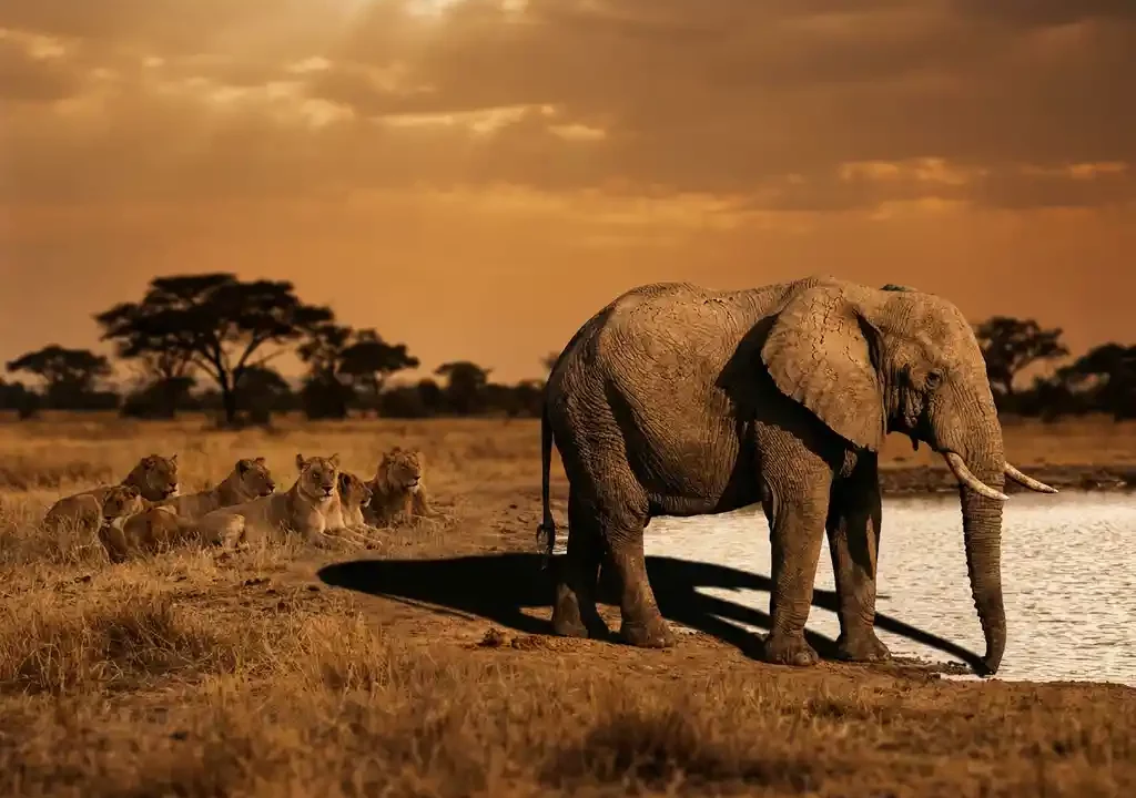 Afrikaanse olifant bij een savannewaterhole met rustende leeuwenroedel, acacia's tegen een amberkleurige lucht in warm middaglicht.