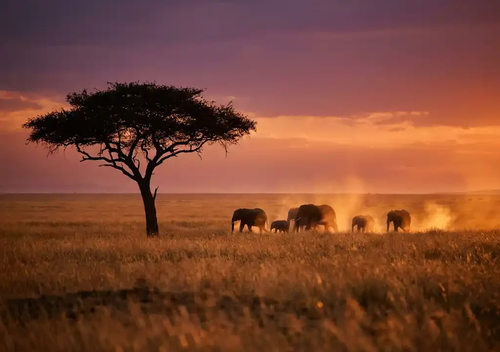 Kudde olifanten in gouden savanne bij zonsondergang, met silhouet van acacia en paarsroze lucht.