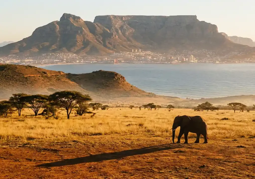 Eenzame olifant in silhouet op gouden savanne met de tafelberg en Kaapstad-kustlijn op de achtergrond bij gouden uur.